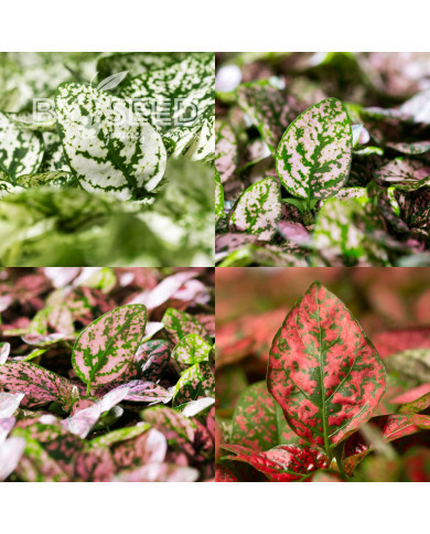 Hypoestes Coloratus Mix