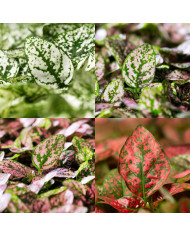 Houblon - Humulus lupulus