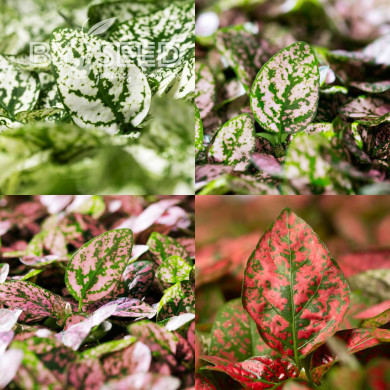 Hypoestes Coloratus Mix