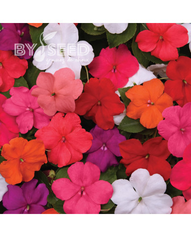 Impatiens Beacon F1 Mixture