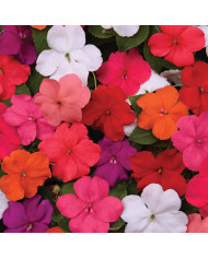 Impatiens Beacon F1 Otway Mix