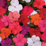 Impatiens Beacon F1 Mixture