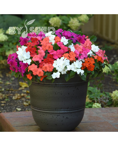 Impatiens Beacon F1 Mixture