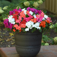 Impatiens Beacon F1 Mixture