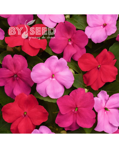 Impatiens Beacon F1 Otway Mix