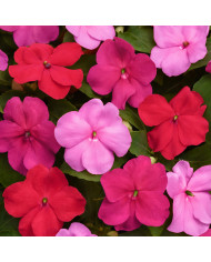 Impatiens Beacon F1 Mixture