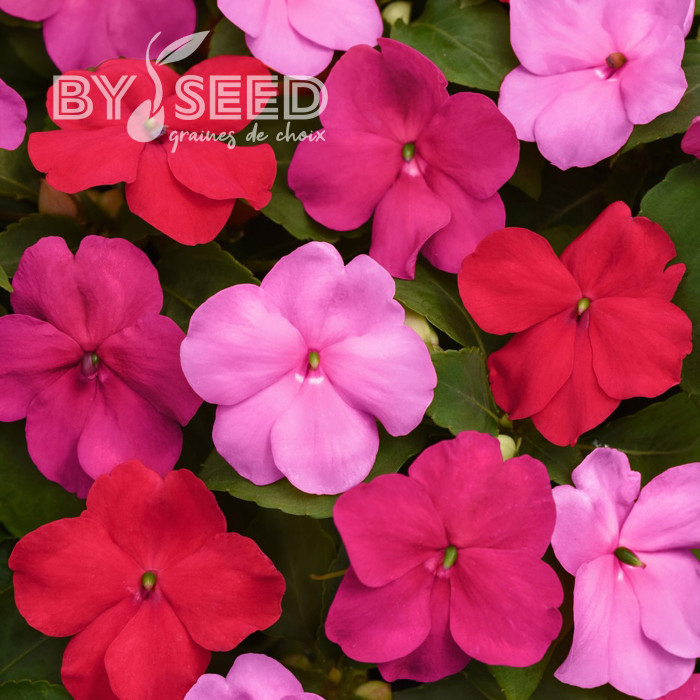 Impatiens Beacon F1 Otway Mix