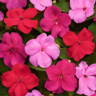 Impatiens Beacon F1 Otway Mix