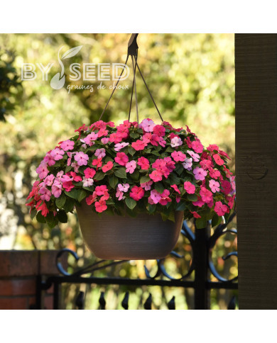 Impatiens Beacon F1 Otway Mix