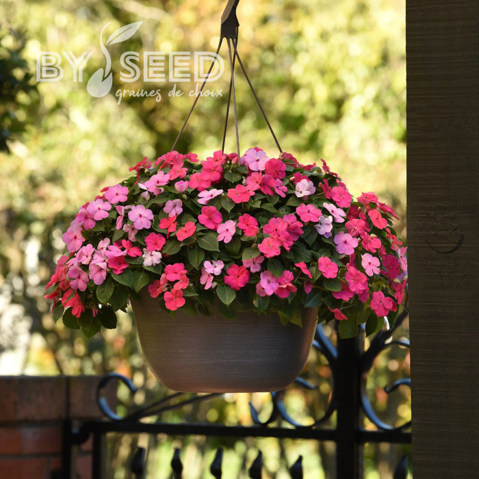 Impatiens Beacon F1 Otway Mix