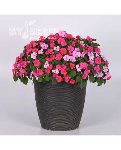 Impatiens Beacon F1 Otway Mix