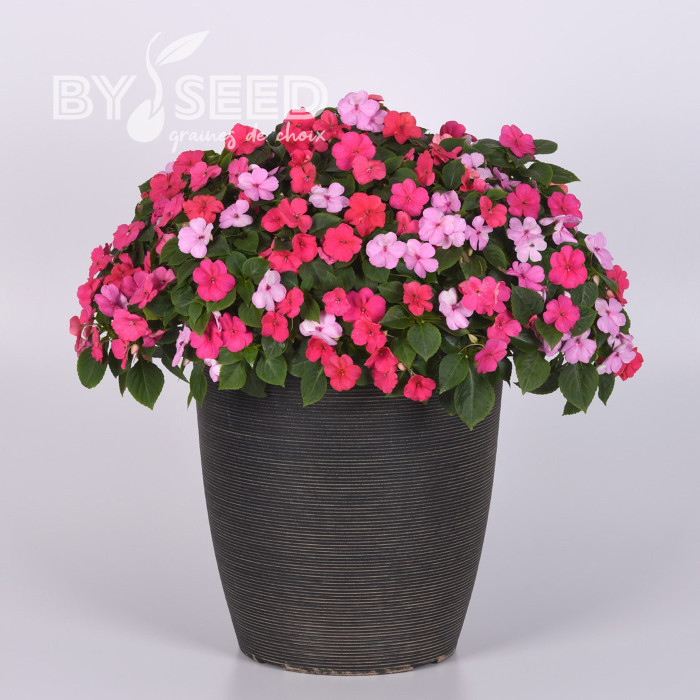 Impatiens Beacon F1 Otway Mix