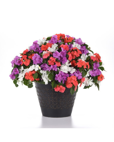 Impatiens Beacon F1 Pearl Island Mix