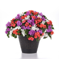 Impatiens Beacon F1 Pearl Island Mix