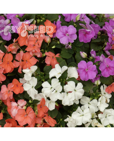 Impatiens Beacon F1 Pearl Island Mix