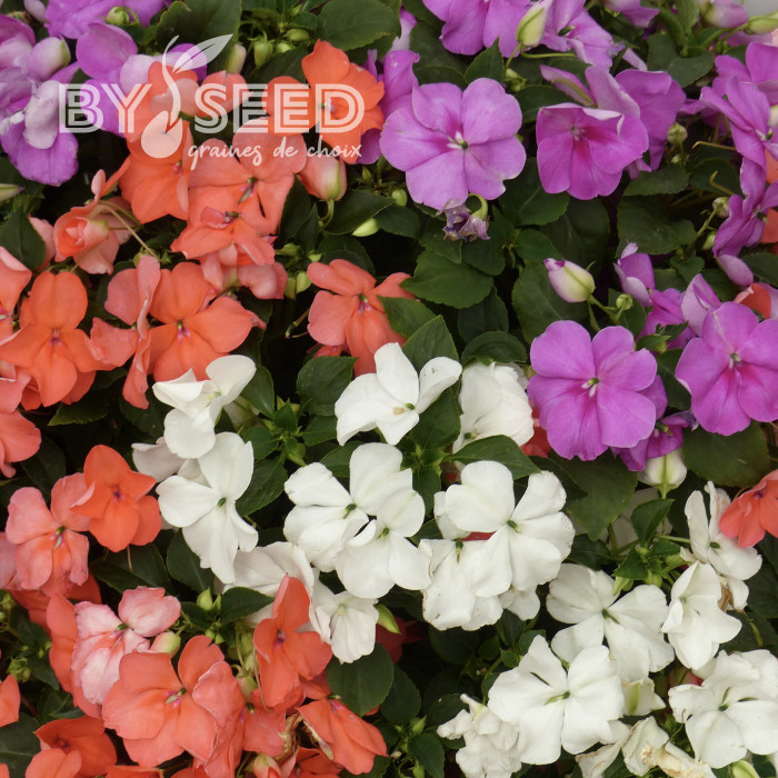 Impatiens Beacon F1 Pearl Island Mix