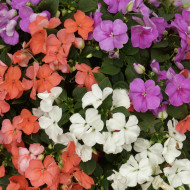 Impatiens Beacon F1 Pearl Island Mix