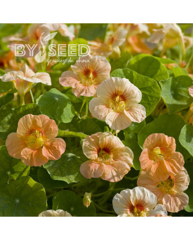 Capucine naine Tip Top Apricot