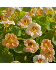 Capucine naine Tip Top Alaska Salmon