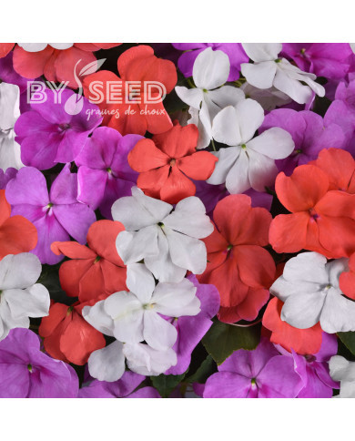 Impatiens Beacon F1 Pearl Island Mix