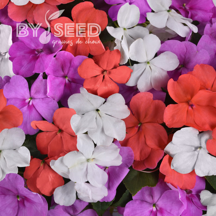 Impatiens Beacon F1 Pearl Island Mix