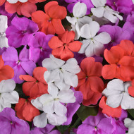 Impatiens Beacon F1 Pearl Island Mix