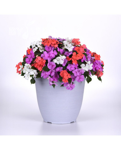 Impatiens Beacon F1 Pearl Island Mix