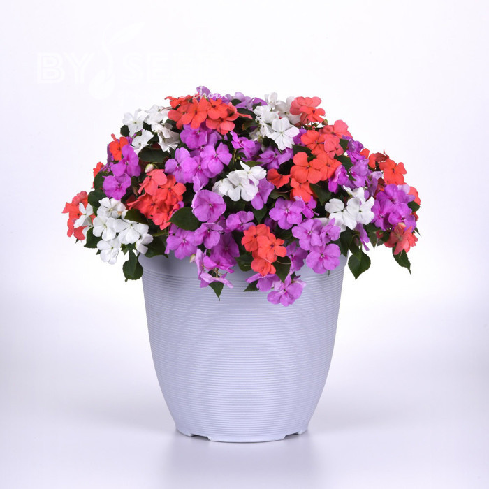Impatiens Beacon F1 Pearl Island Mix