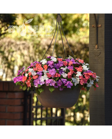 Impatiens Beacon F1 Pearl Island Mix