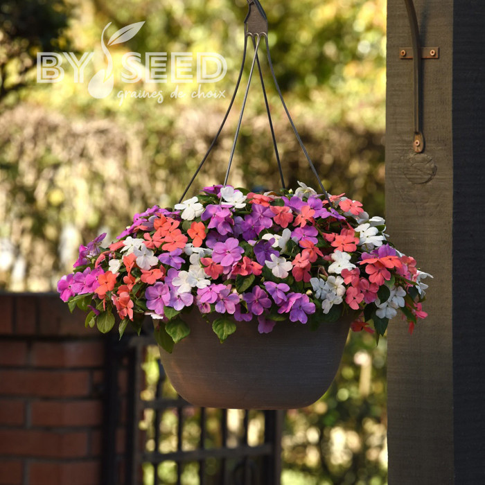 Impatiens Beacon F1 Pearl Island Mix