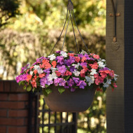 Impatiens Beacon F1 Pearl Island Mix