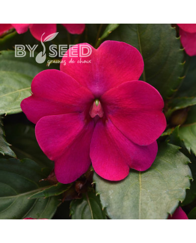 Impatiens interspécifique Solarscape Magenta Bliss