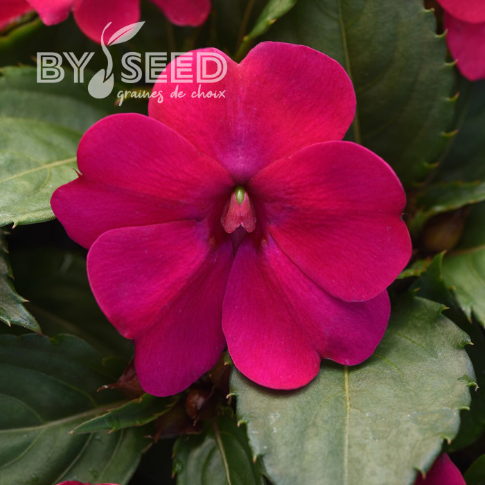 Impatiens interspécifique Solarscape Magenta Bliss
