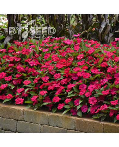 Impatiens interspécifique Solarscape Magenta Bliss