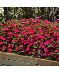 Impatiens interspécifique Solarscape Orange Burst