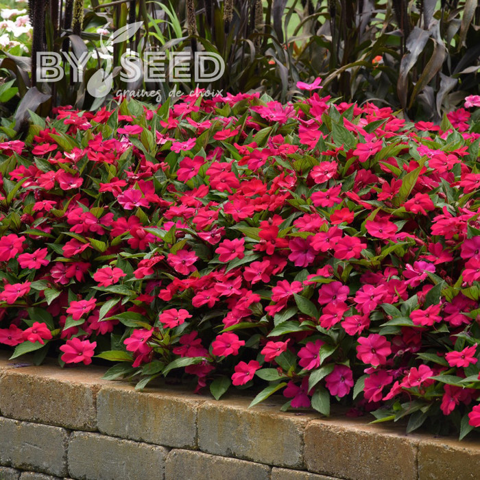Impatiens interspécifique Solarscape Magenta Bliss