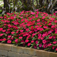 Impatiens interspécifique Solarscape Magenta Bliss