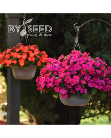 Impatiens interspécifique Solarscape Magenta Bliss