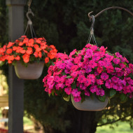 Impatiens interspécifique Solarscape Magenta Bliss