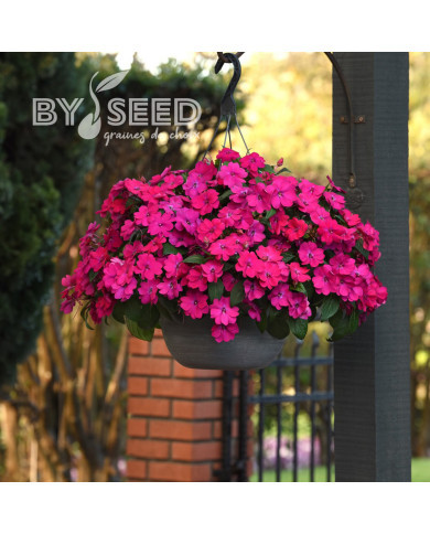 Impatiens interspécifique Solarscape Magenta Bliss