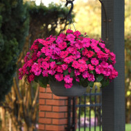 Impatiens interspécifique Solarscape Magenta Bliss