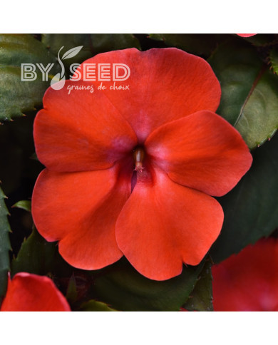 Impatiens interspécifique Solarscape Orange Burst
