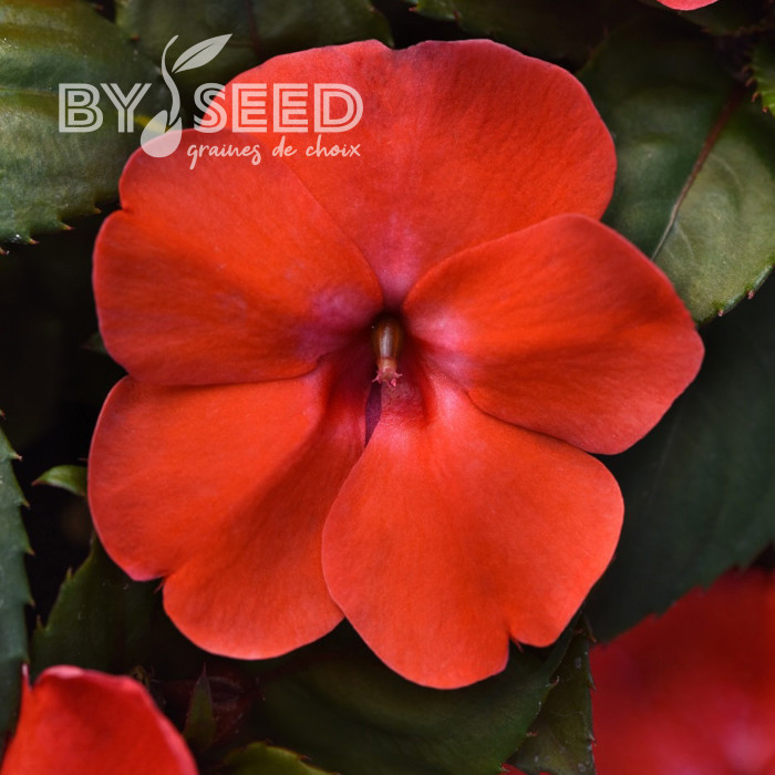 Impatiens interspécifique Solarscape Orange Burst