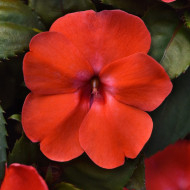 Impatiens interspécifique Solarscape Orange Burst