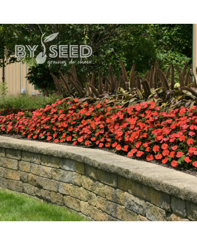 Impatiens interspécifique Solarscape Orange Burst