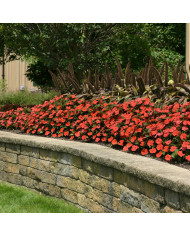 Impatiens interspécifique Solarscape Magenta Bliss