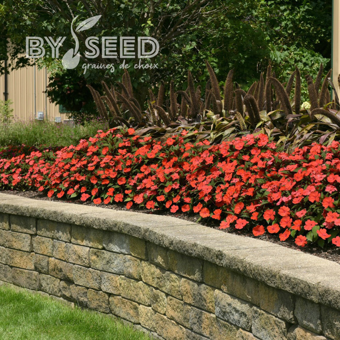 Impatiens interspécifique Solarscape Orange Burst