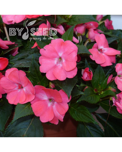 Impatiens interspécifique Solarscape Salmon Punch
