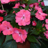 Impatiens interspécifique Solarscape Salmon Punch