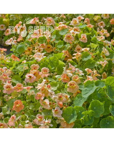 Capucine naine Tip Top Apricot